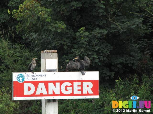 SX30223 Cormorants (Phalacrocorax Carbo) Danger